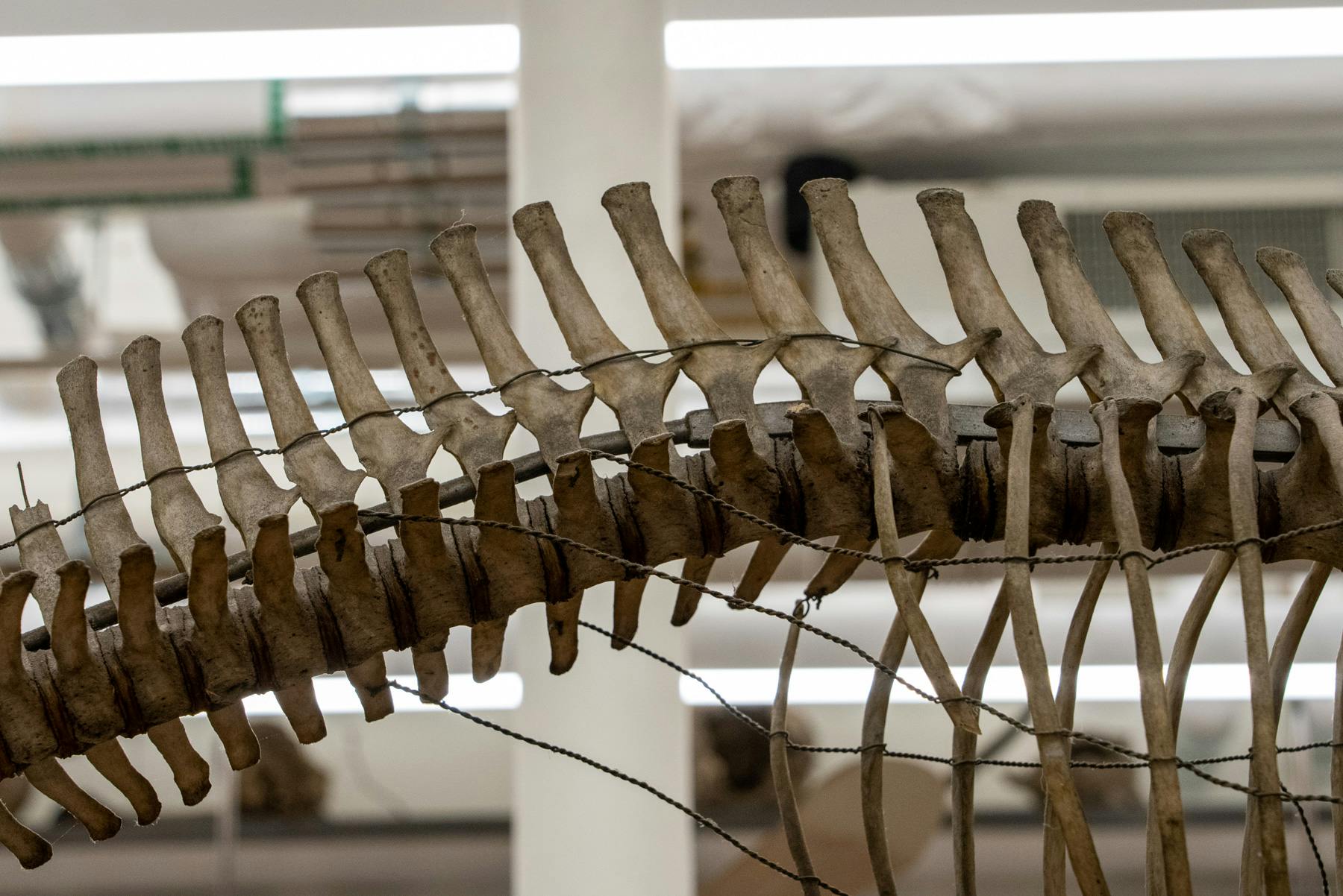 Side view of a segment of a skeleton hung from the ceiling of the RISD Nature Lab.